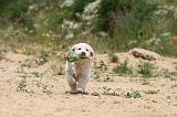 GOLDEN RETRIEVER 350